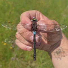Anax parthenope