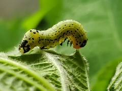 Pyrrhia