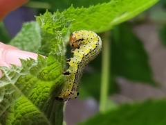 Pyrrhia