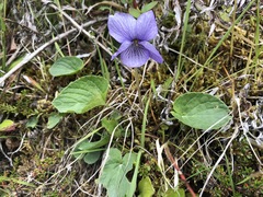 Viola langsdorffii