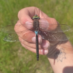 Anax parthenope