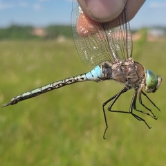 Anax parthenope