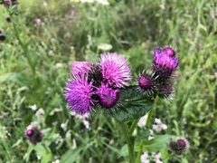 Carduus personata