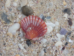 Pecten fumatus