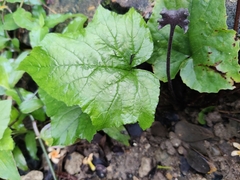 Dorstenia contrajerva