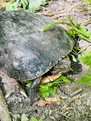 Chrysemys picta marginata
