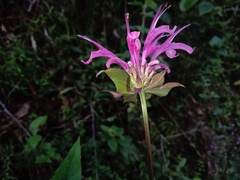 Monarda bartlettii