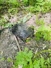 Chrysemys picta marginata