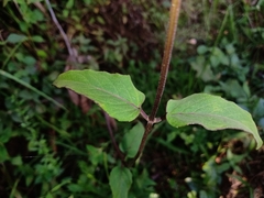 Monarda bartlettii