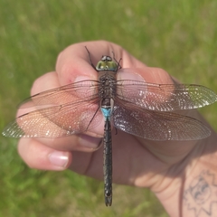 Anax parthenope
