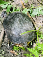 Chrysemys picta marginata