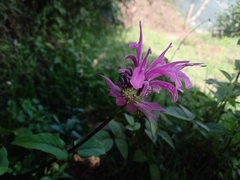 Monarda bartlettii