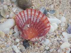 Pecten fumatus