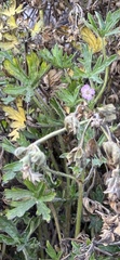 Geranium diffusum