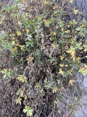 Geranium diffusum