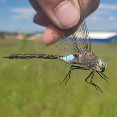 Anax parthenope