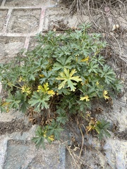 Geranium diffusum