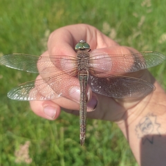 Anax parthenope