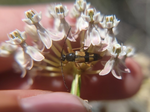 Leptura hovorei