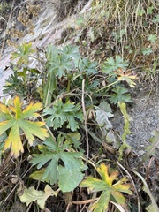 Geranium diffusum