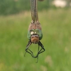 Anax parthenope