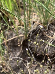 Lathrocasis tenerrima