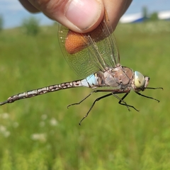 Anax parthenope