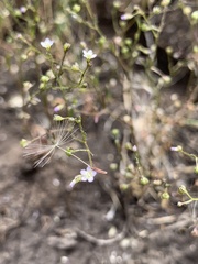 Lathrocasis tenerrima