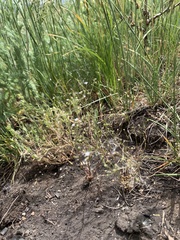 Lathrocasis tenerrima