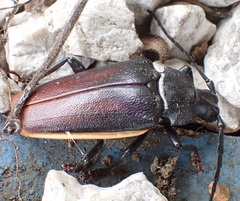 Solenoptera