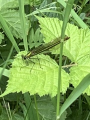 Calopteryx splendens