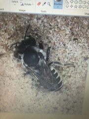 Megachile montivaga
