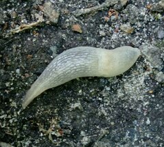 Krynickillus melanocephalus