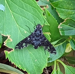Xenox tigrinus