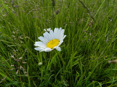 Leucanthemum vulgare