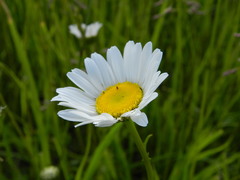 Leucanthemum vulgare