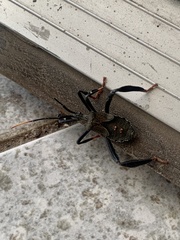 Acanthocephala thomasi