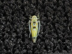Erythroneura octonotata