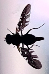 Oxyaciura tibialis