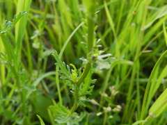 Leucanthemum vulgare