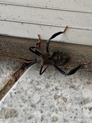 Acanthocephala thomasi