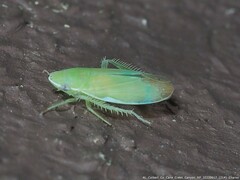 Memnonia flavida