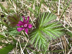 Rubus arcticus stellatus