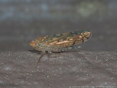 Osbornellus rotundus