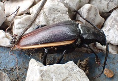 Solenoptera