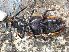 Solenoptera