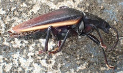 Solenoptera