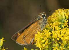 Hesperia meskei