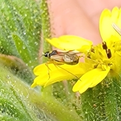 Tupiocoris californicus