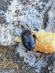 Loboptera canariensis